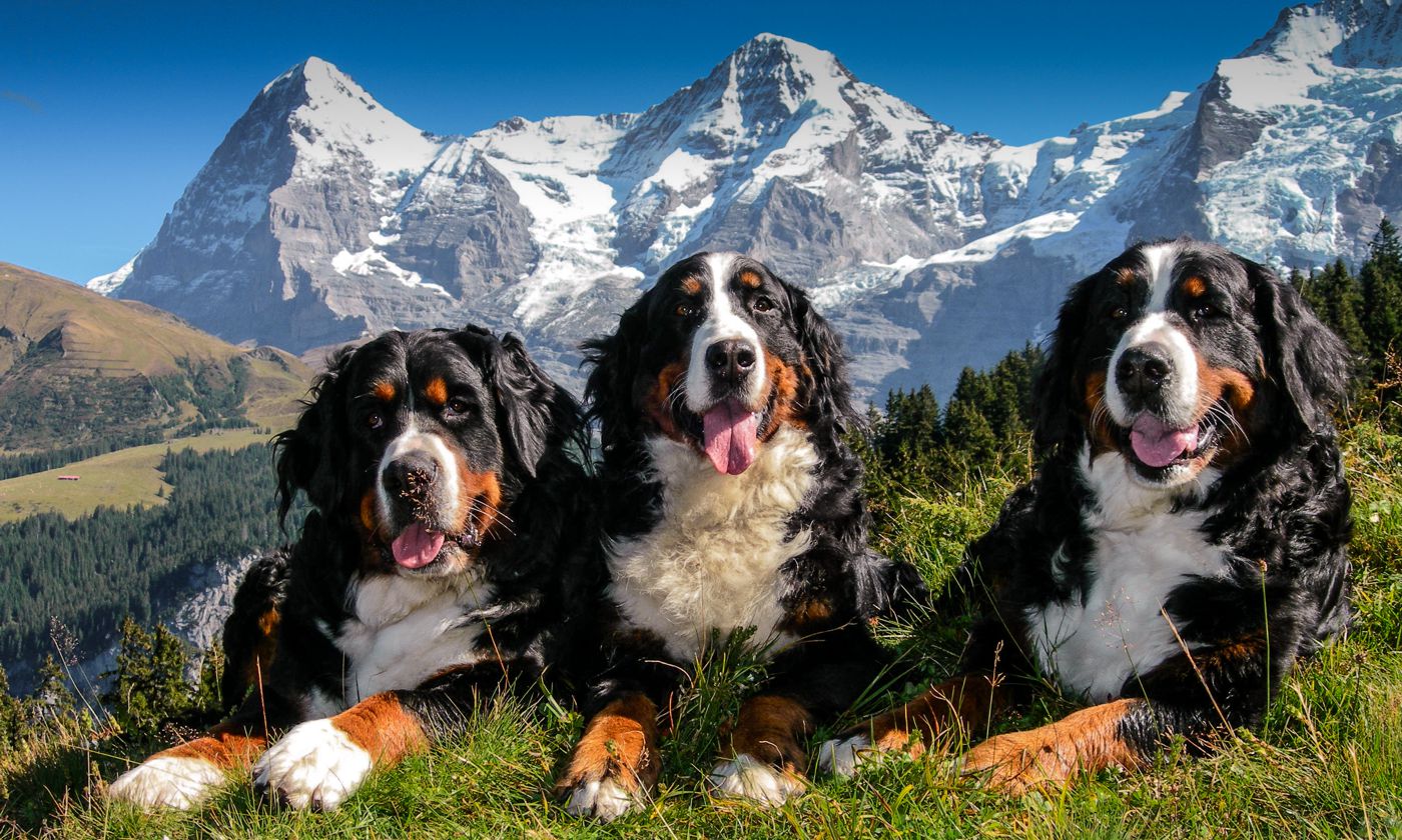 Berner Sennenhunde vor Eiger, Mönch und Jungfrau