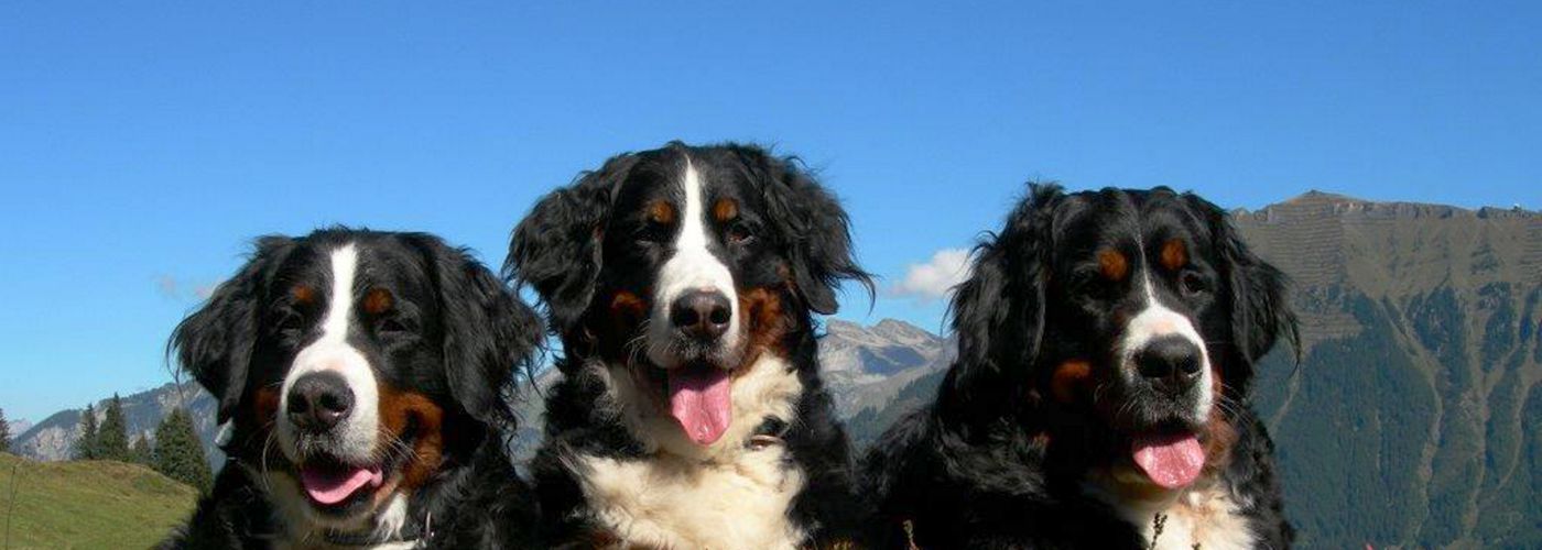 Berner Sennenhunde auf der Alp