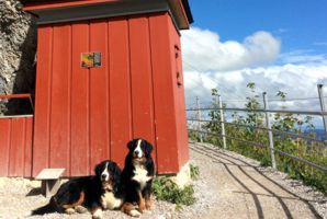 Berner Sennenhunde in Appenzell