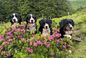 Hunde und Alpenrosen.