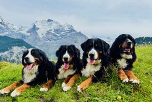 Fergie, Holly, Coco Chanel und Iska