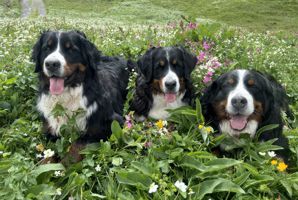 Coco Chanel, Holly und Fergie.